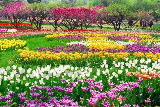 Port-Louis & Jardin botanique