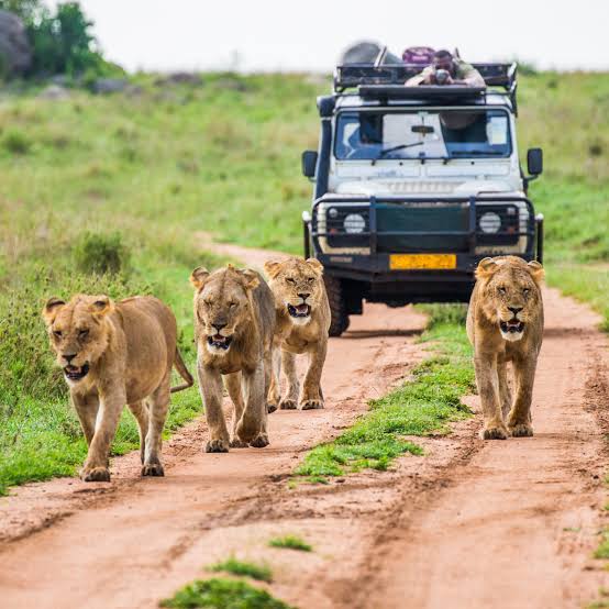 Du SAFARI